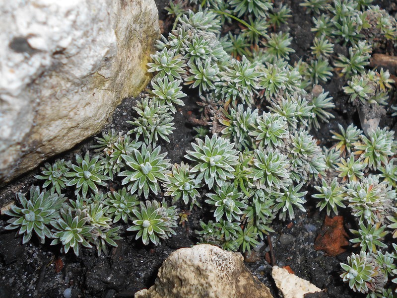 Androsace vitaliana photo 2