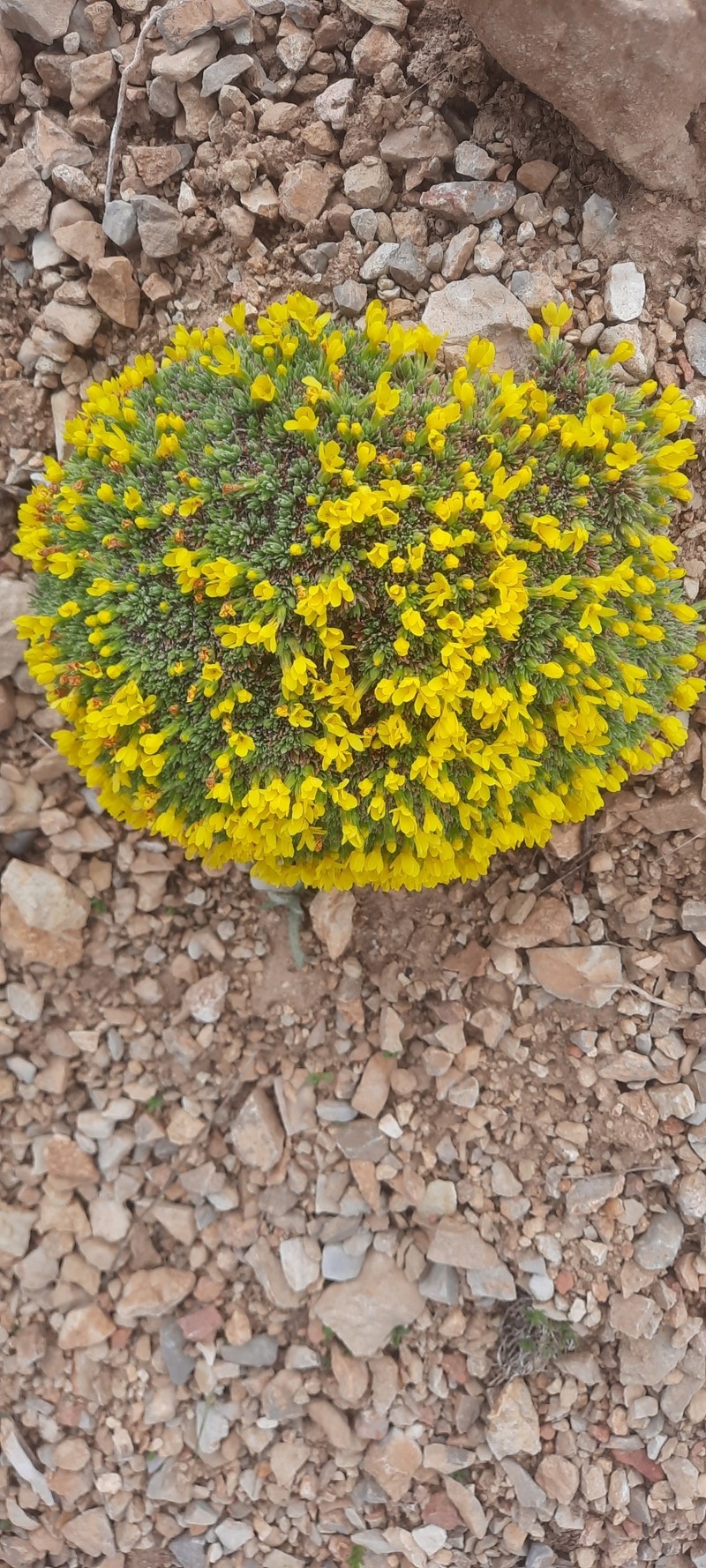 Androsace vitaliana subsp. assoana
