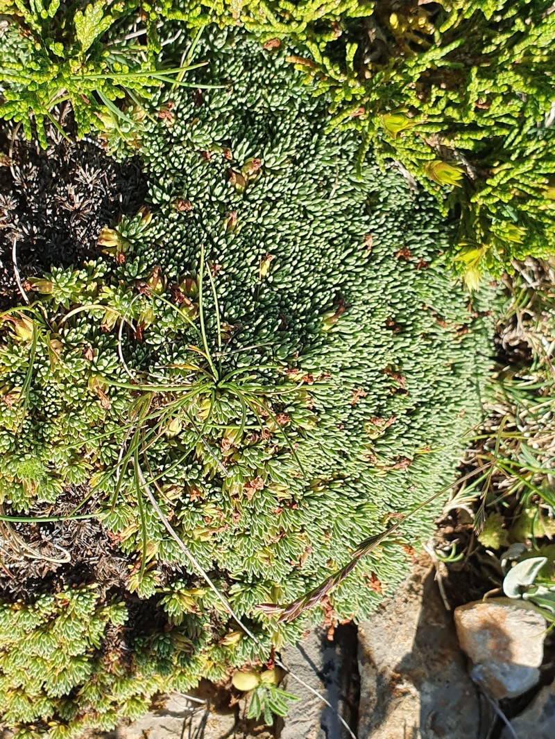 Androsace vitaliana subsp. assoana photo 2
