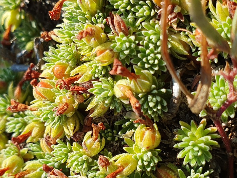 Androsace vitaliana subsp. assoana photo 3