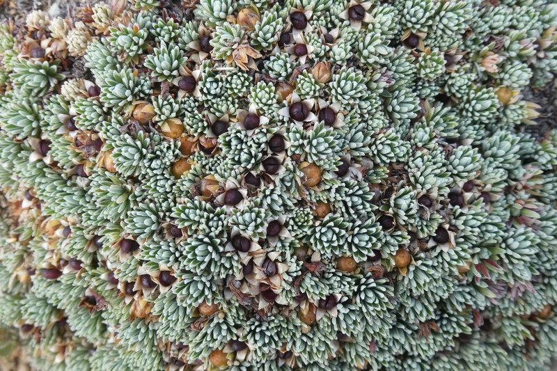 Androsace vitaliana subsp. assoana photo 4