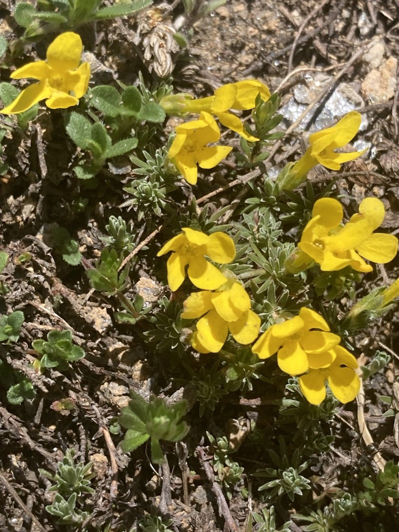 Androsace vitaliana subsp. lepontina