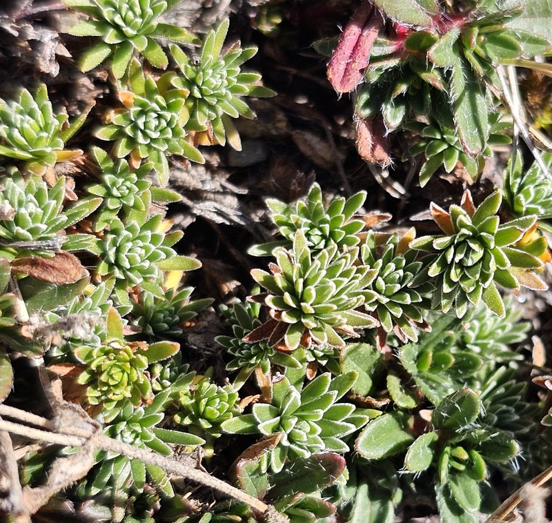 Androsace vitaliana subsp. lepontina photo 2