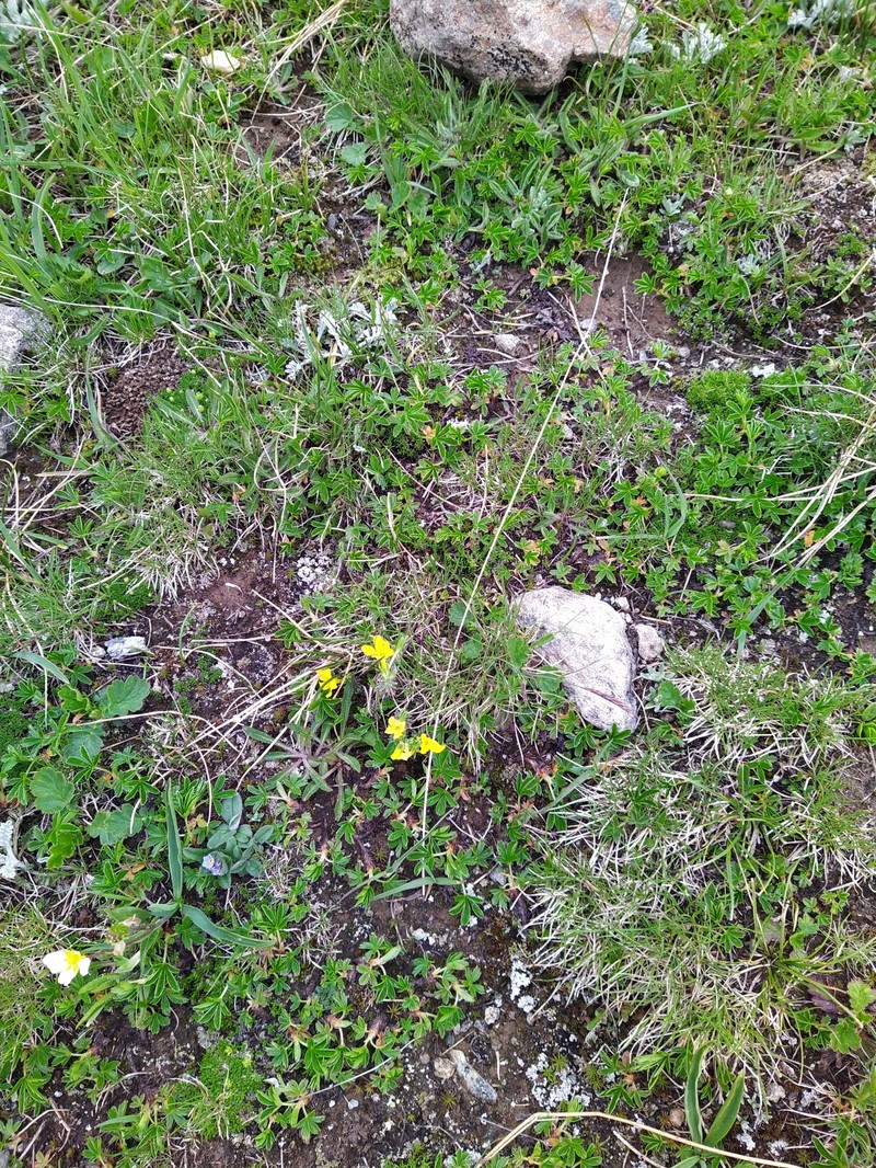 Androsace vitaliana subsp. lepontina photo 3