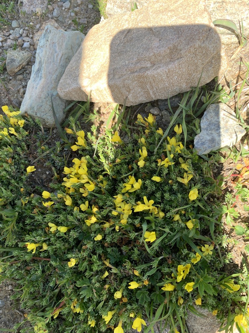 Androsace vitaliana subsp. lepontina photo 4