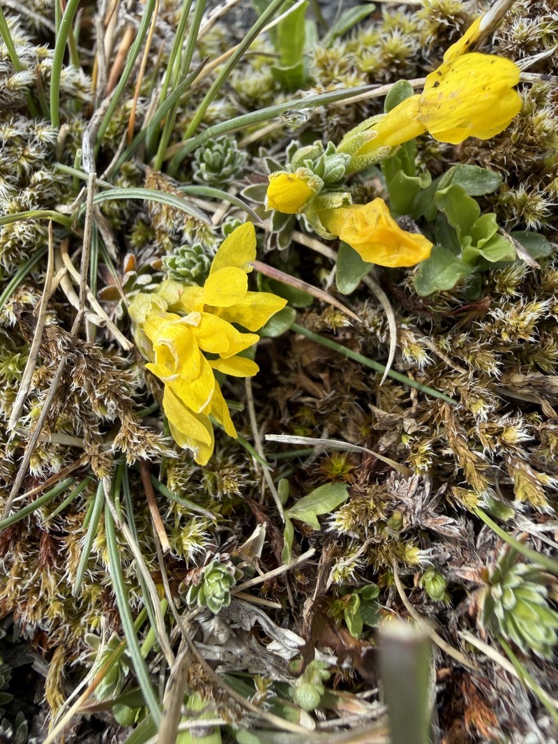 Androsace vitaliana subsp. vitaliana