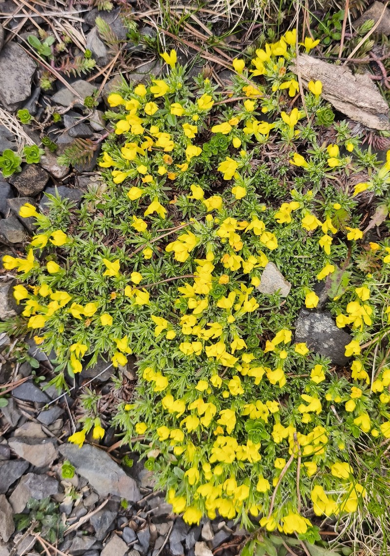 Androsace vitaliana subsp. vitaliana photo 2