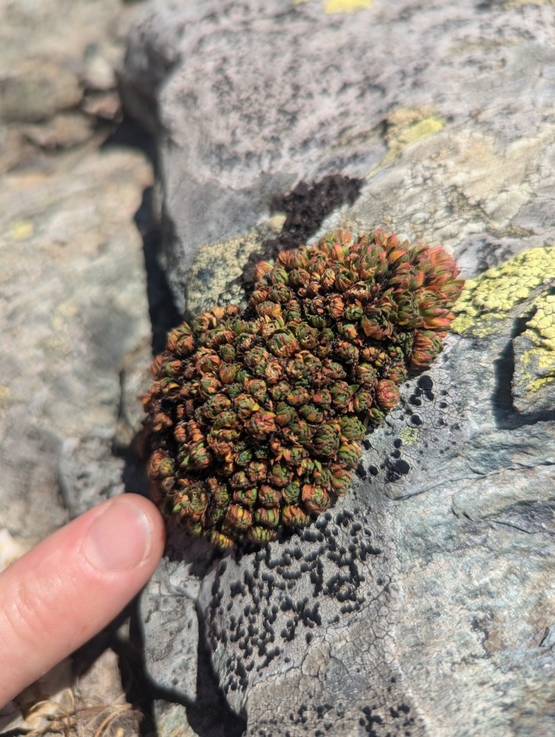 Androsace wulfeniana