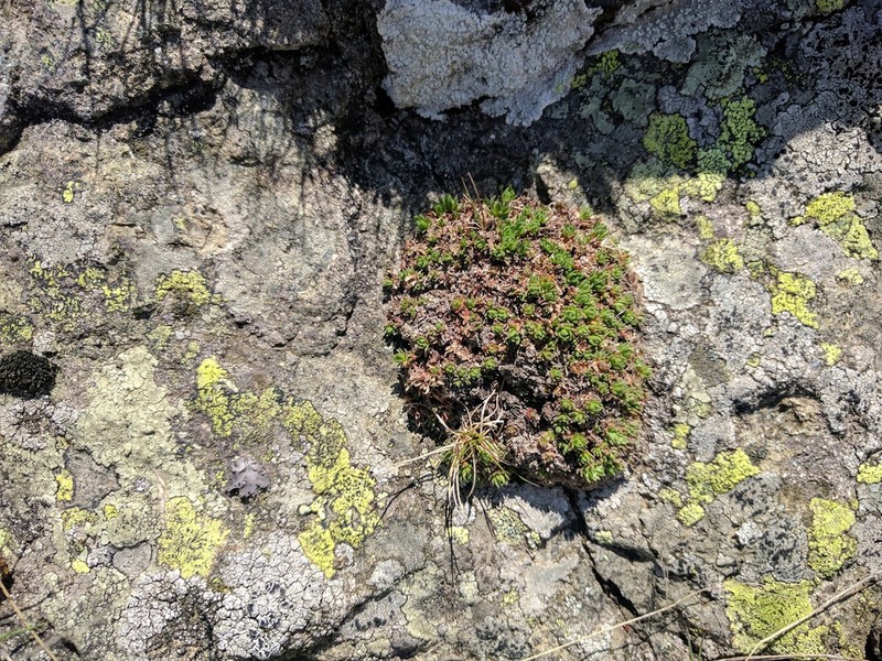 Androsace wulfeniana photo 2
