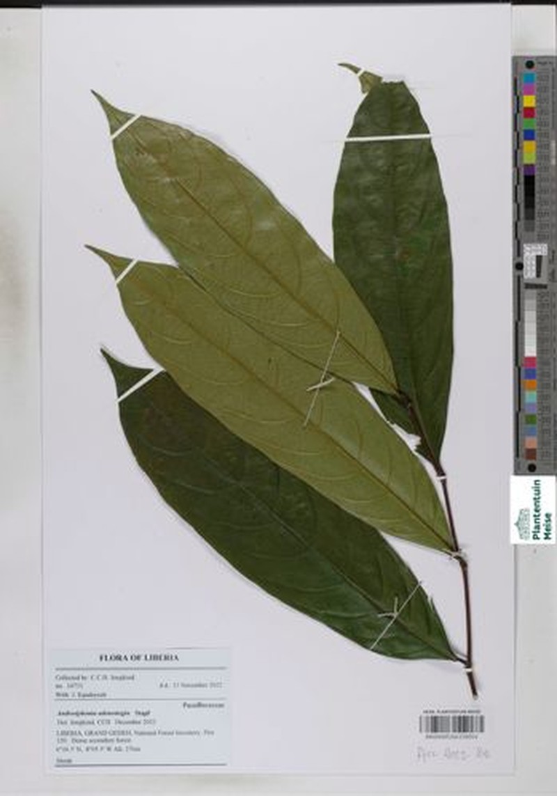 Androsiphonia adenostegia photo 2