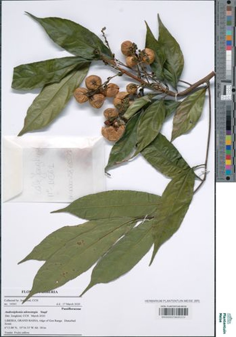 Androsiphonia adenostegia photo 3