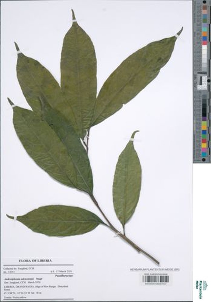 Androsiphonia adenostegia photo 4