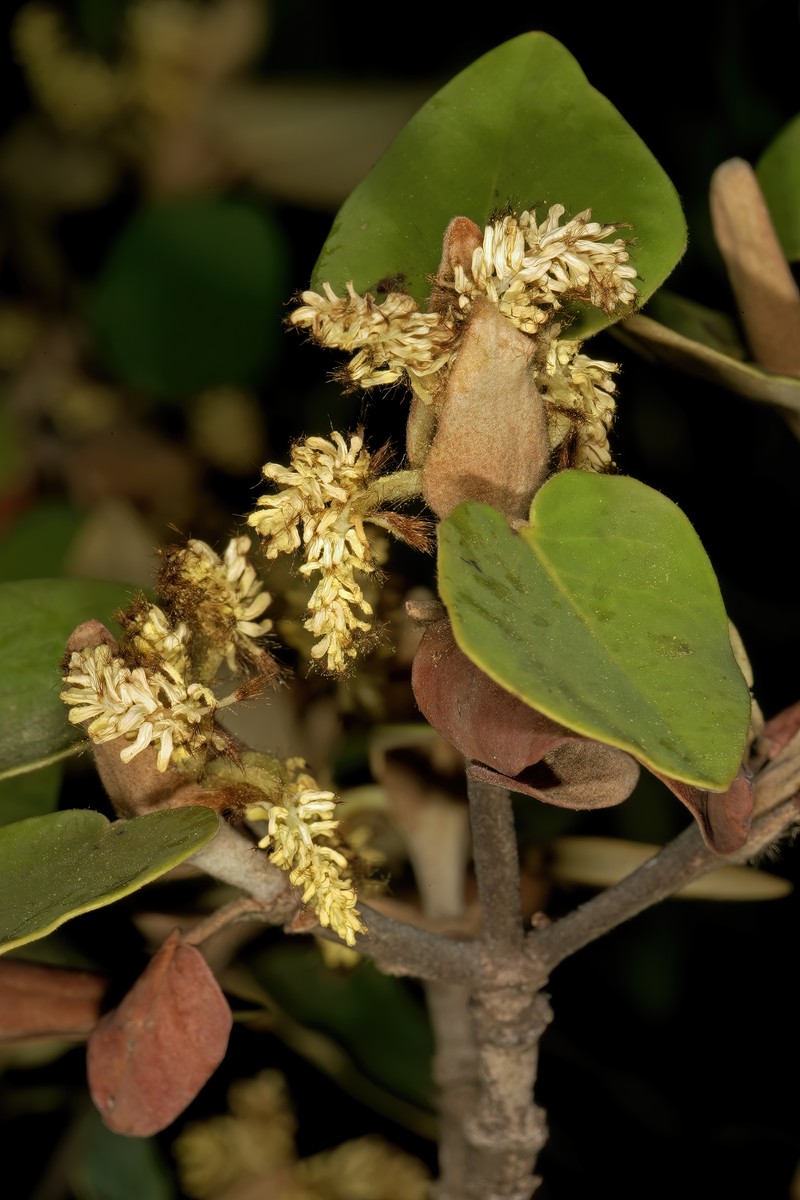 Androstachys johnsonii