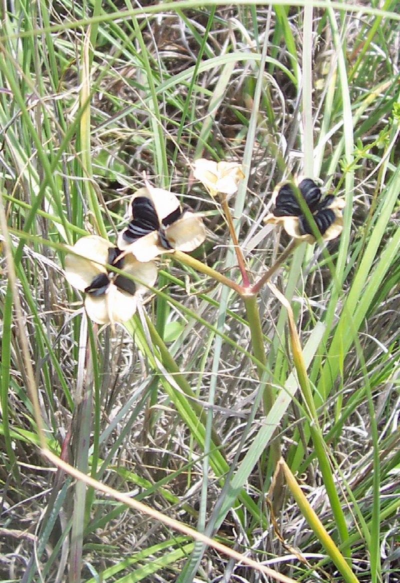 Blue Funnel Lily photo 2