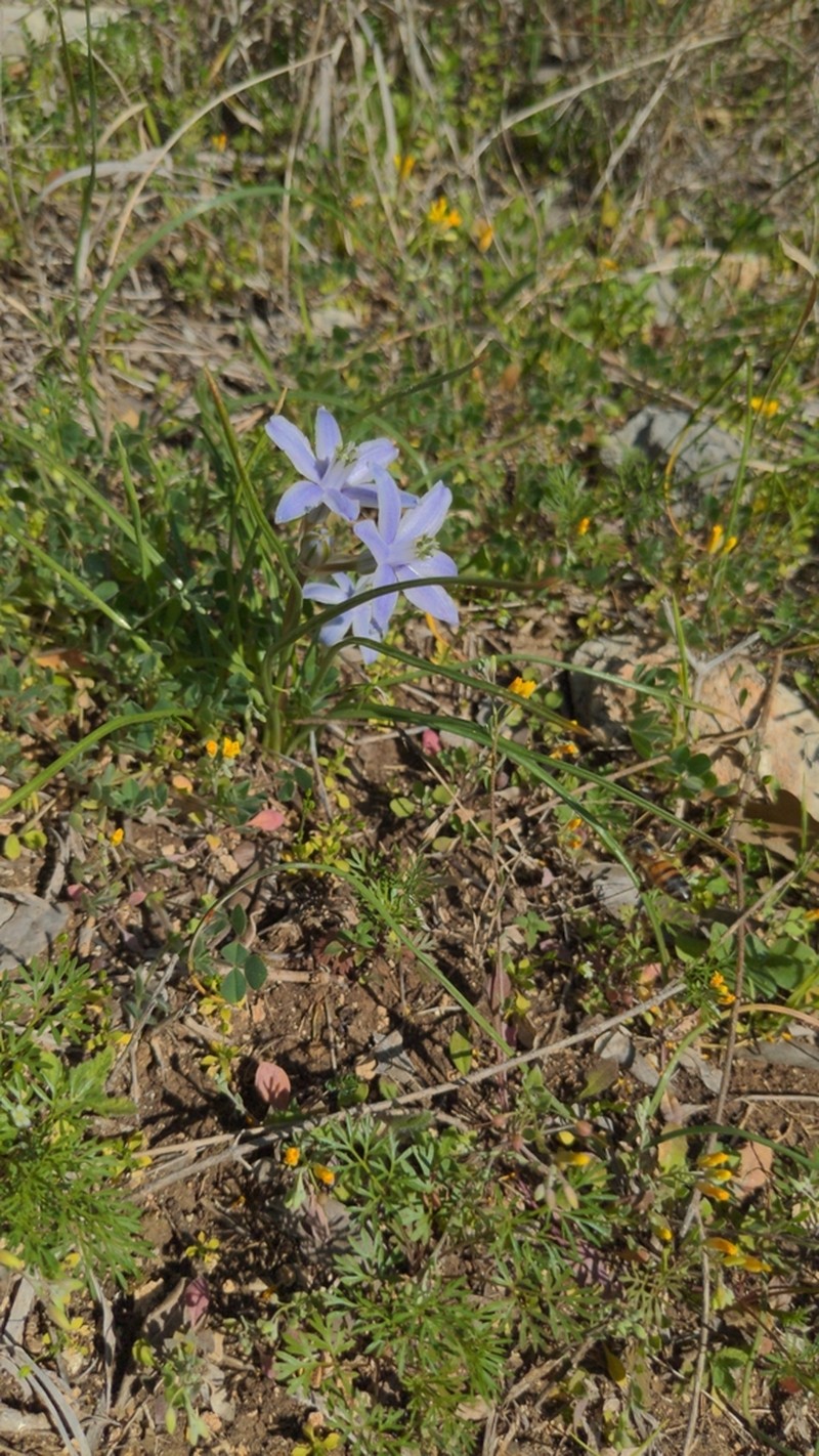 Blue Funnel Lily photo 4