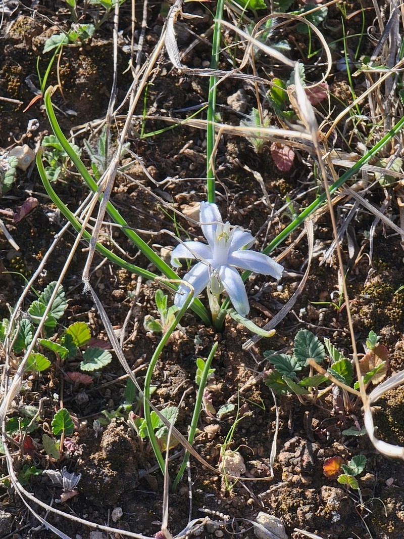 Blue Funnel Lily photo 5
