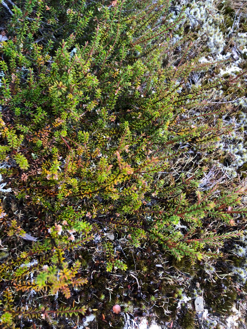 Androstoma empetrifolium