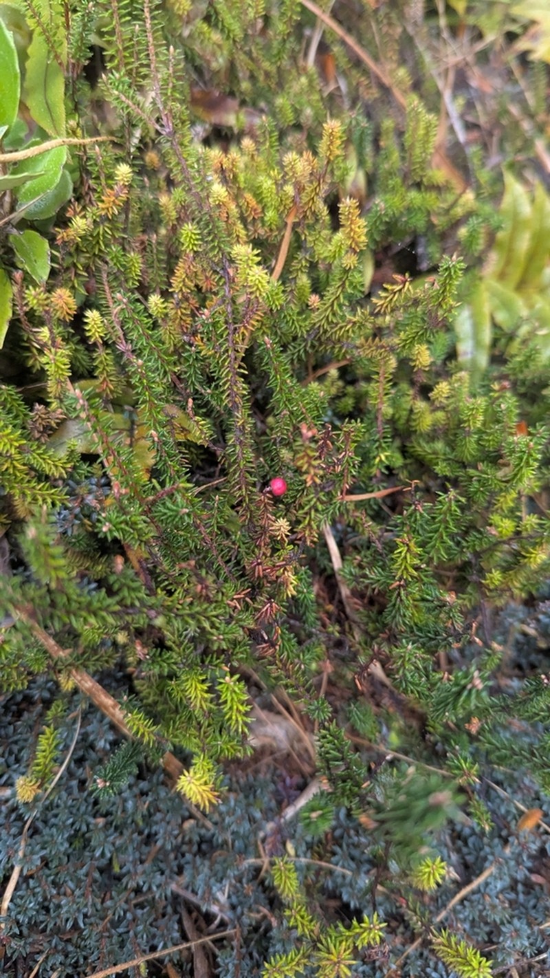 Androstoma empetrifolium photo 2