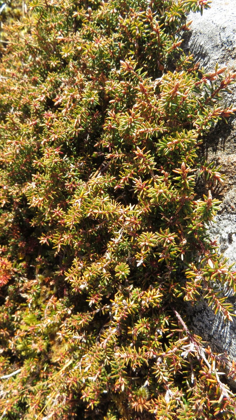 Androstoma empetrifolium photo 3