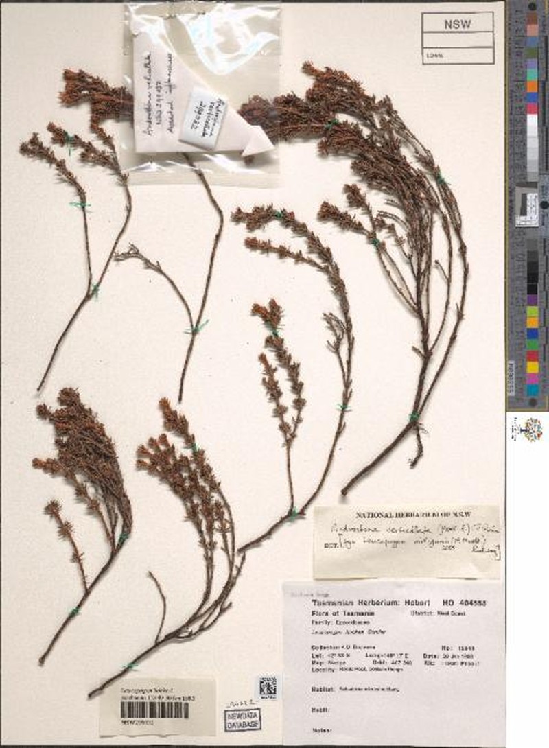 Androstoma verticillatum
