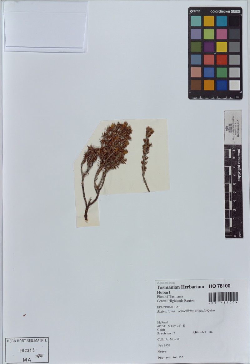 Androstoma verticillatum photo 2