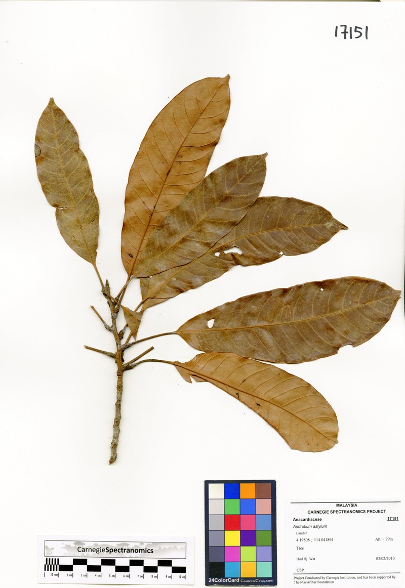 Androtium astylum