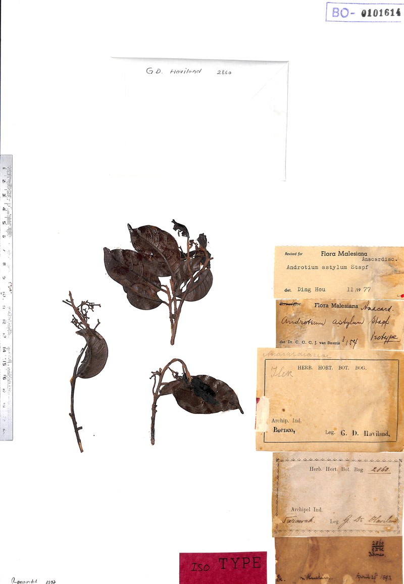 Androtium astylum photo 2