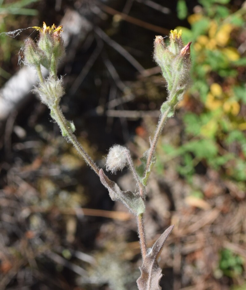 Andryala arenaria