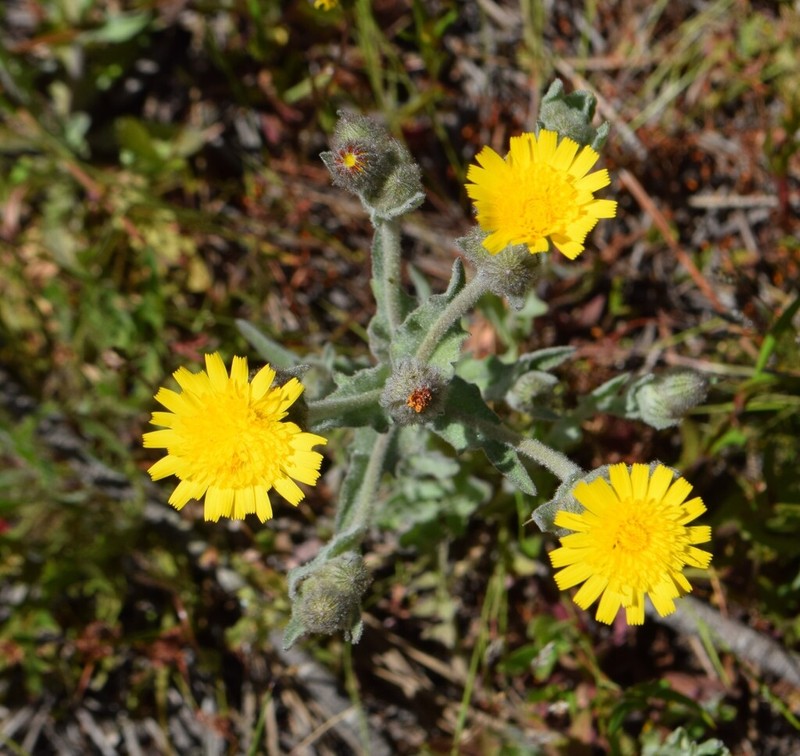 Andryala arenaria photo 2