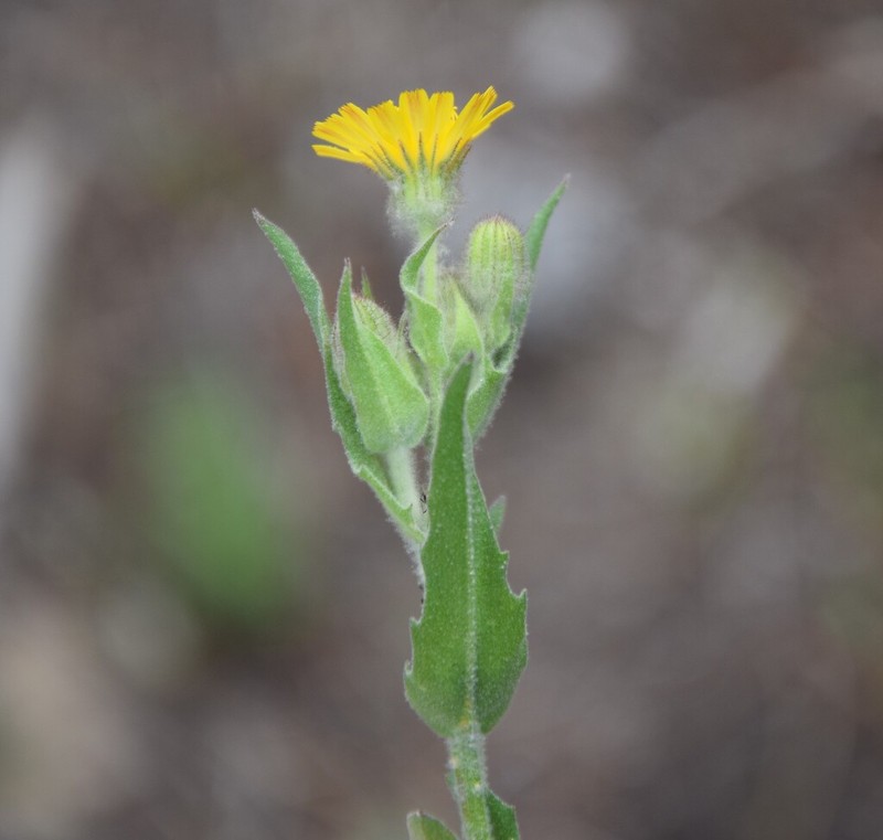 Andryala arenaria photo 3