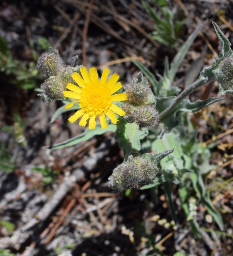 Andryala arenaria photo 4