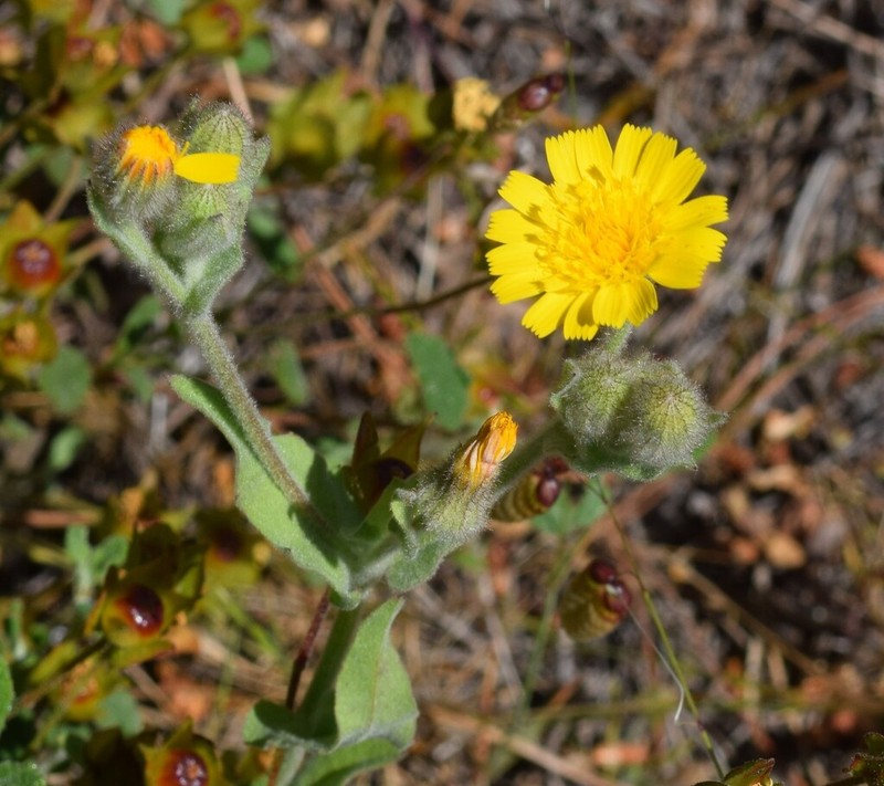 Andryala arenaria photo 5