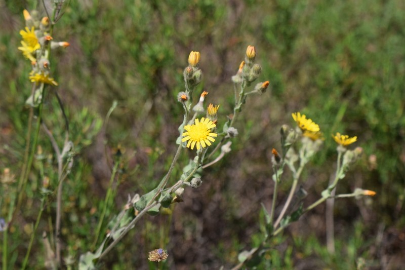 Andryala arenaria photo 6