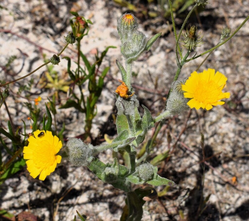 Andryala arenaria photo 7