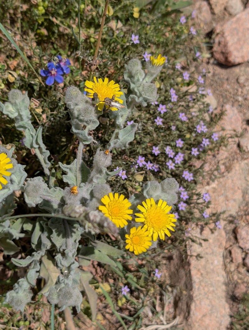 Andryala arenaria var. ficalhoana