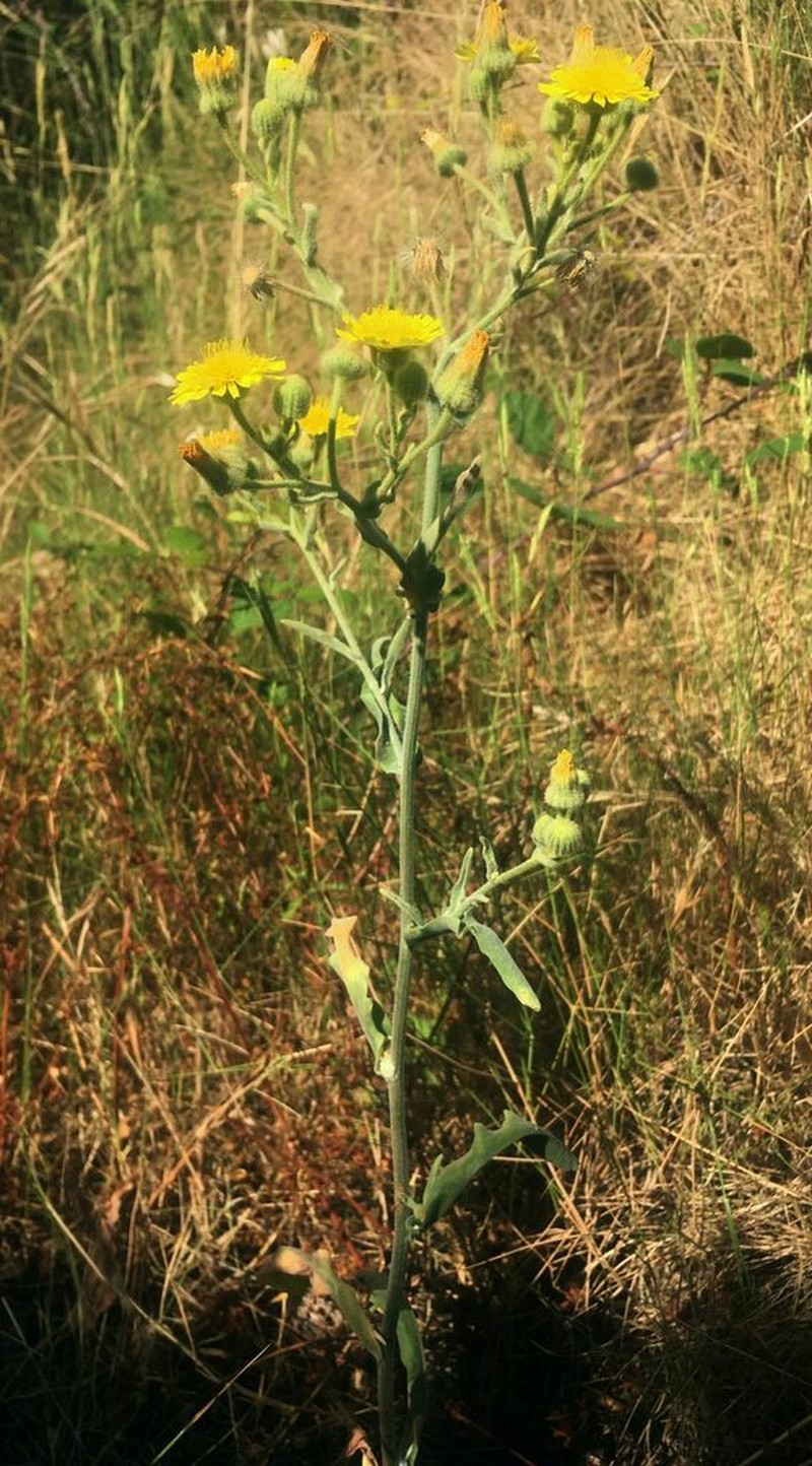 Andryala cossyrensis