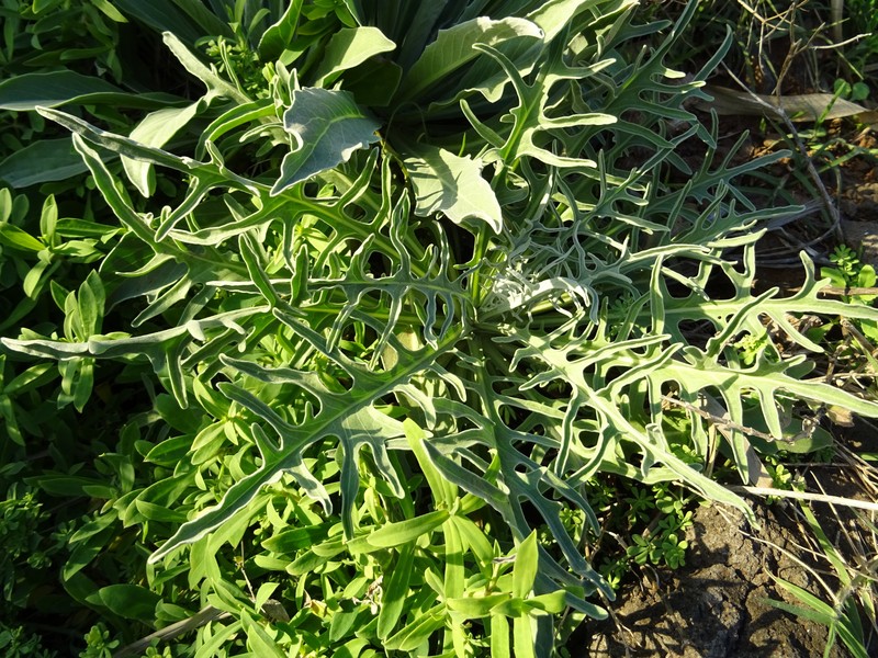 Andryala crithmifolia subsp. coronopifolia