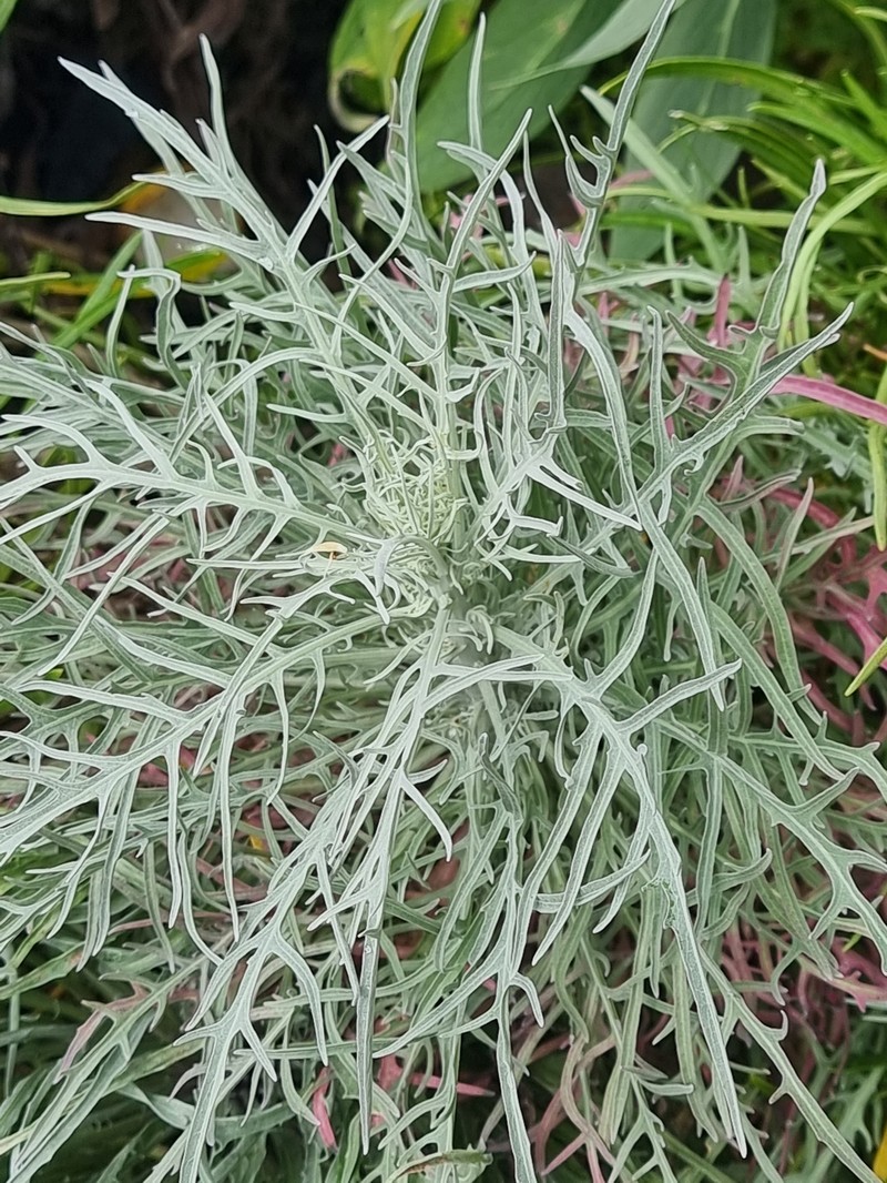 Andryala crithmifolia subsp. coronopifolia photo 2