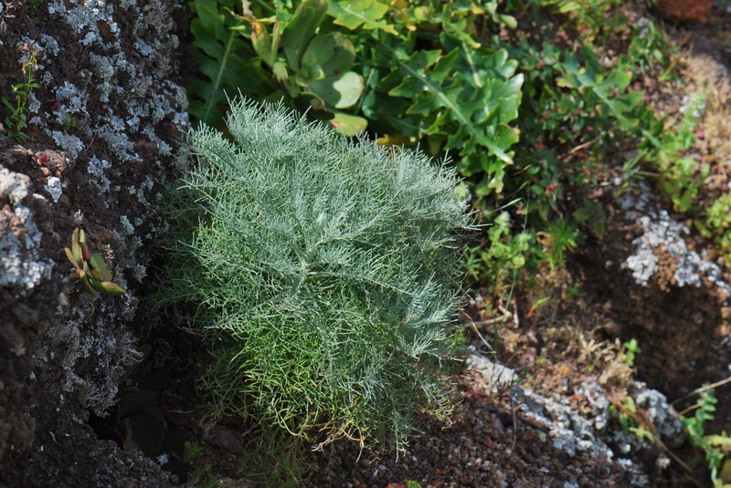 Andryala crithmifolia subsp. crithmifolia