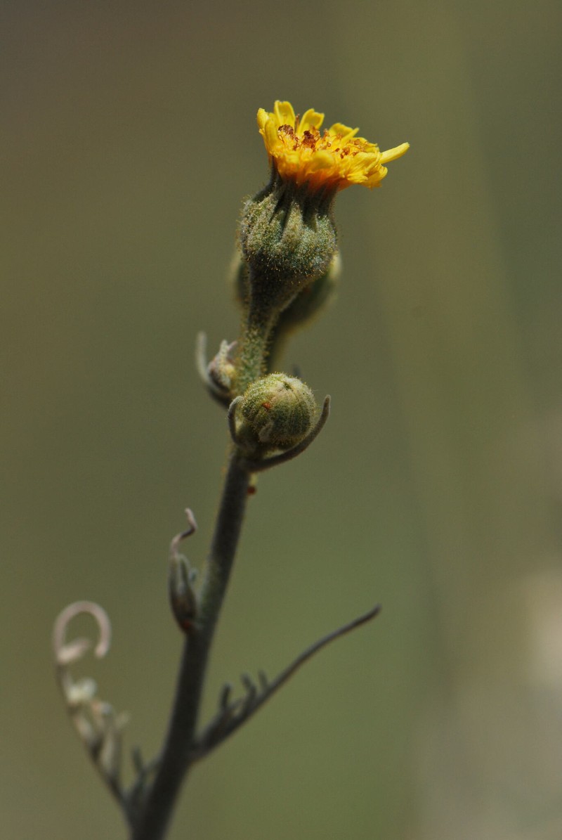 Andryala crithmifolia subsp. crithmifolia photo 2