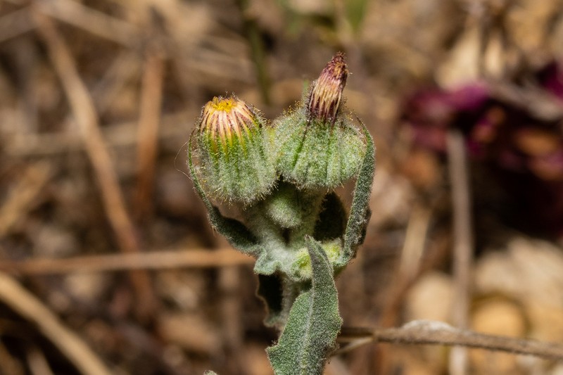 Andryala dentata