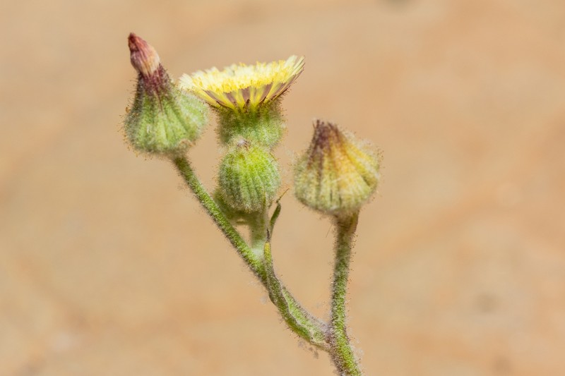 Andryala dentata photo 2