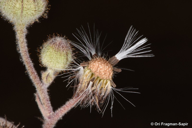 Andryala dentata photo 3