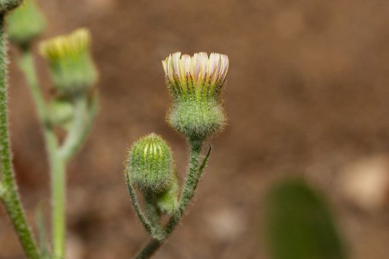 Andryala dentata photo 4