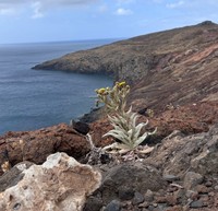 Andryala glandulosa