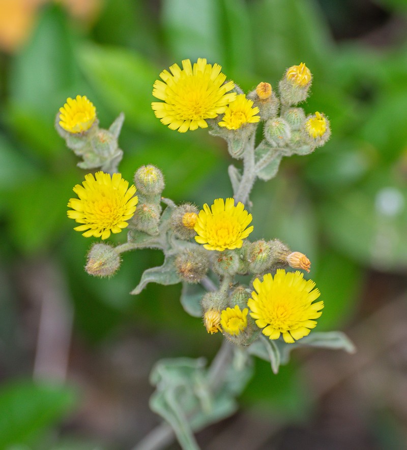 Andryala integrifolia
