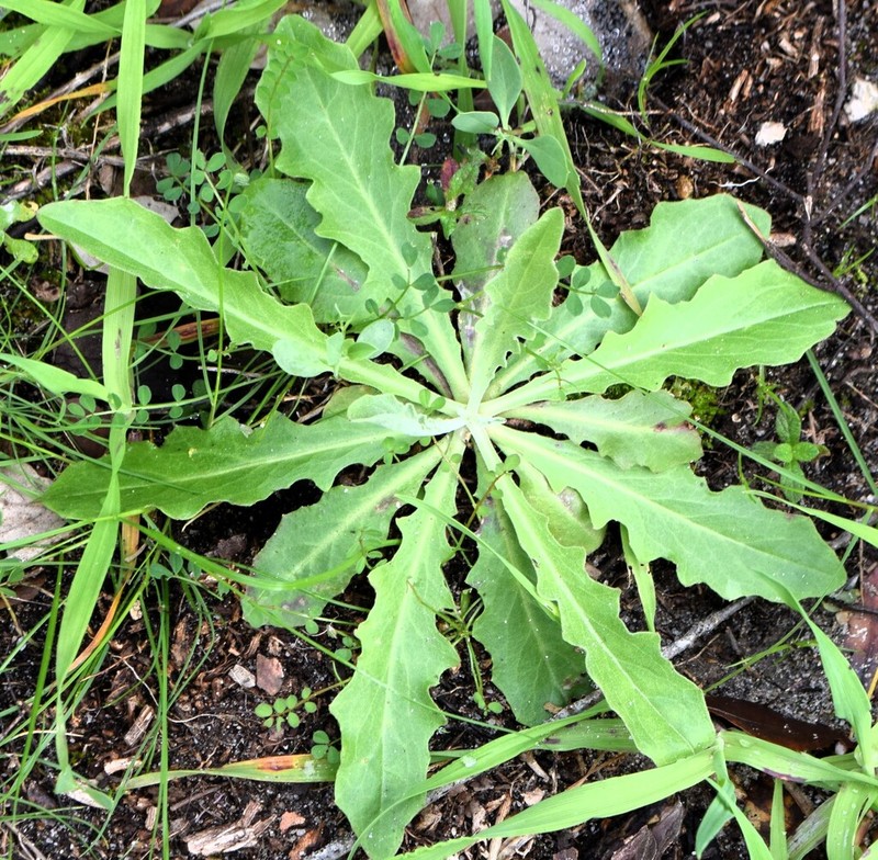 Andryala integrifolia photo 2