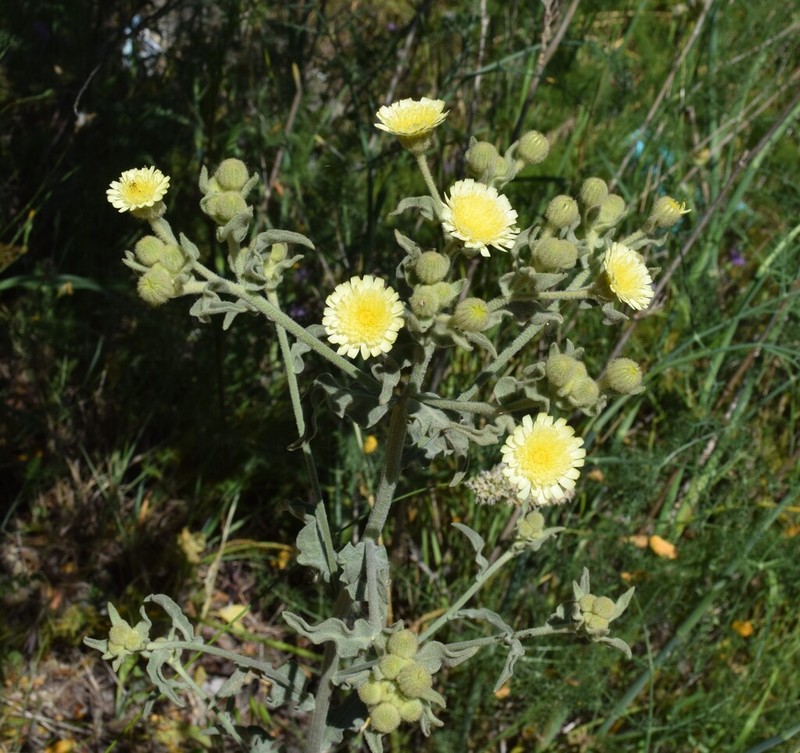 Andryala integrifolia photo 3