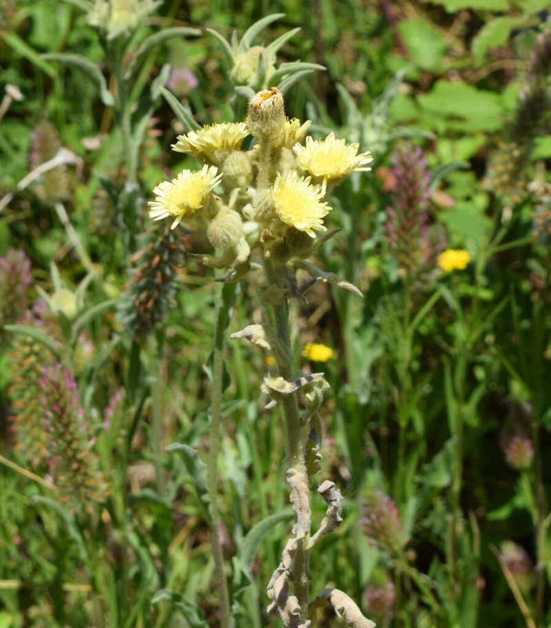 Andryala integrifolia photo 4