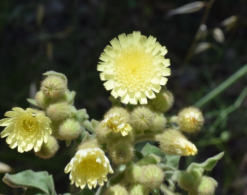 Andryala integrifolia photo 5